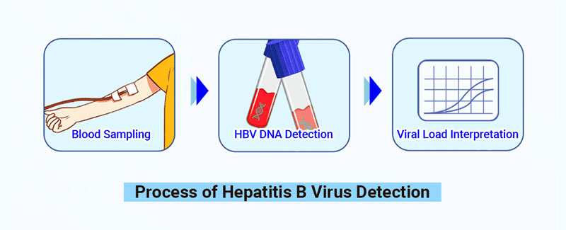 How-to-Perform-Hepatitis-B-Virus-DNA-Quantitative-Test.jpg