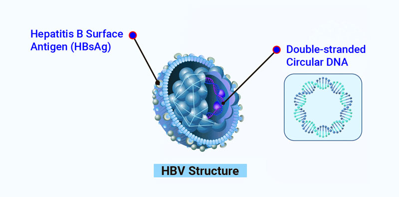 Structure-of-the-Hepatitis-B-Virus.jpg