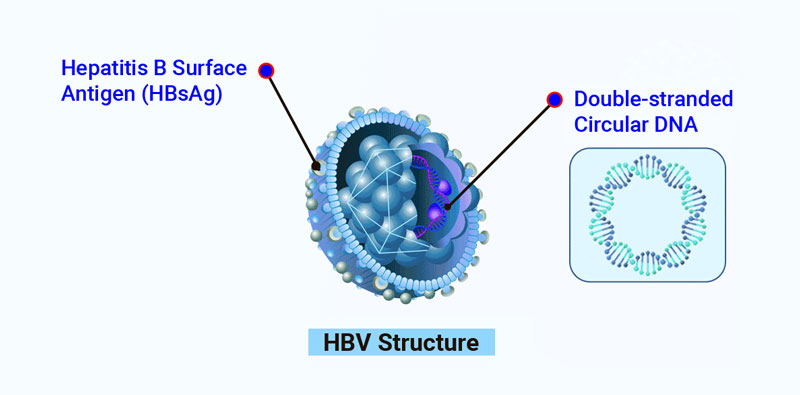 Hepatitis B Virus Diagram