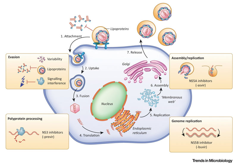 why-hcv-rna-pcr-qualitative-test-important-daan-gene-co-ltd